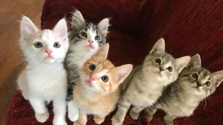Gatos