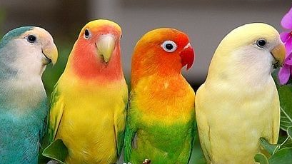 Aves