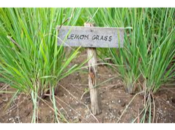 lemon grass 100 grs
