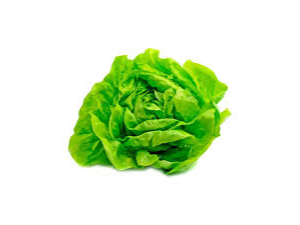 Lechuga Mantecosa