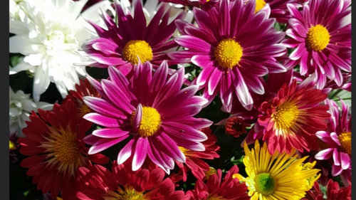 Ramos de Flores, Plantines y Semillas