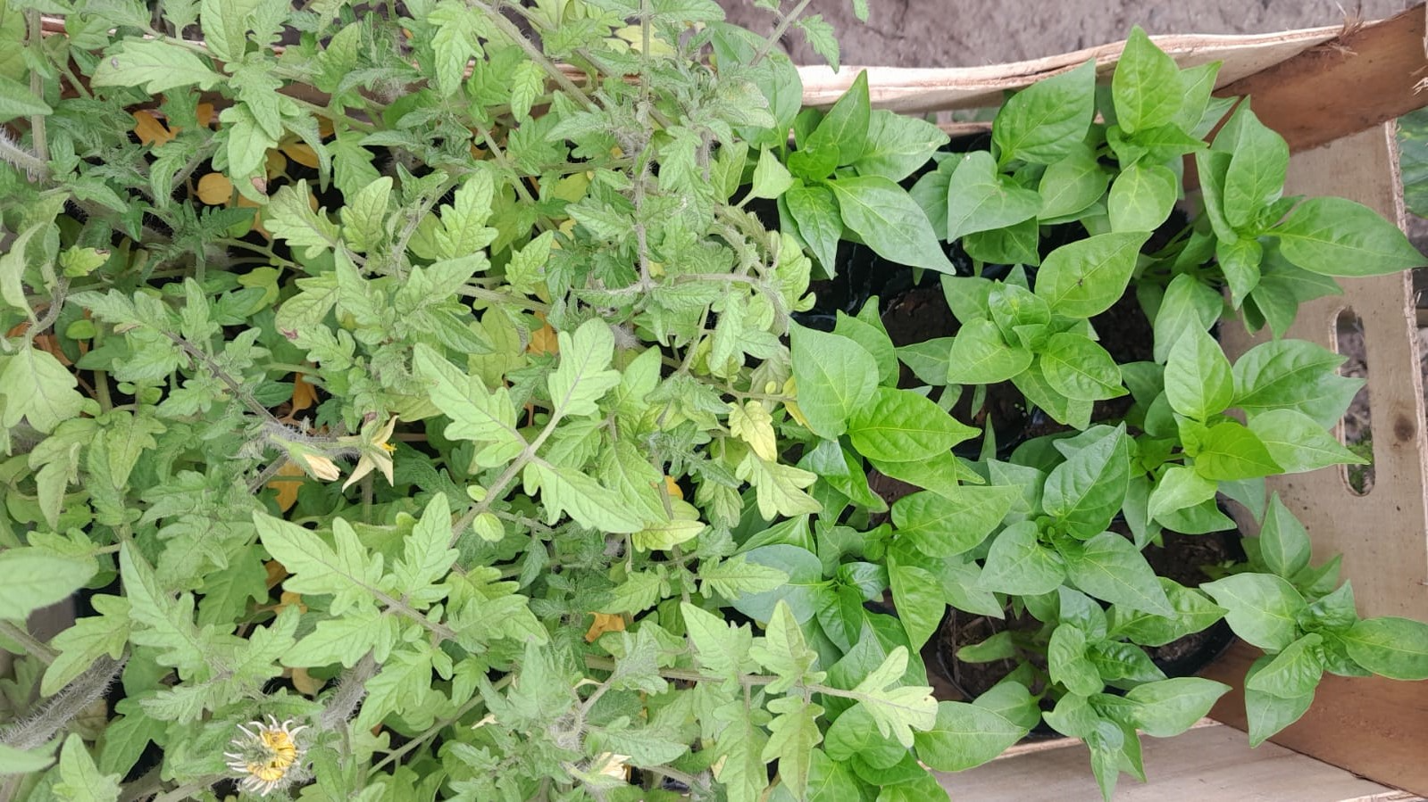 Plantines, Semillas y Bocachi