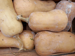 Calabaza Anco 1k