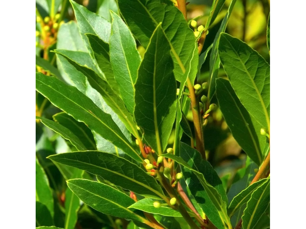 Laurel Fresco de Regalo