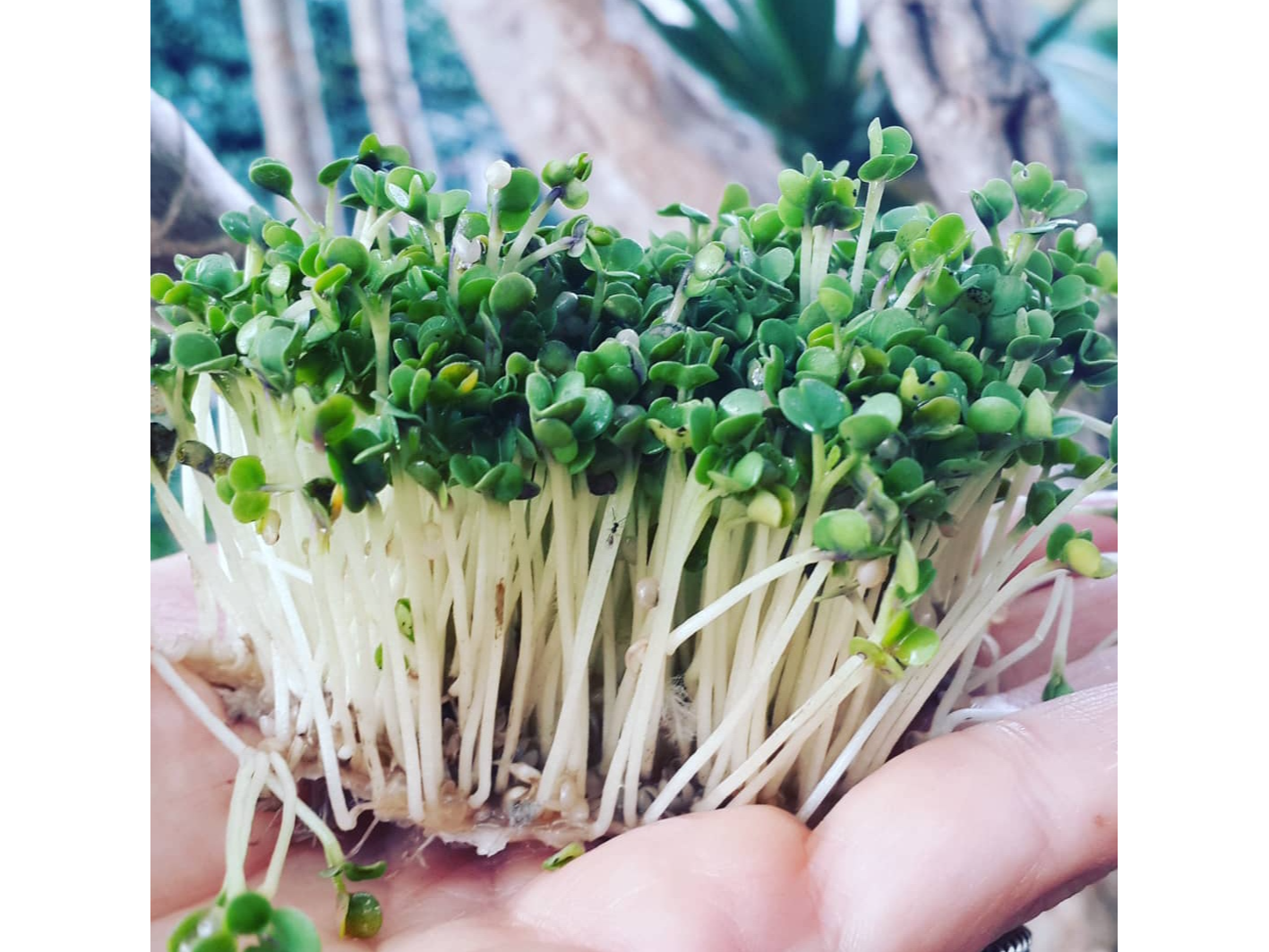 Semillas para Germinados