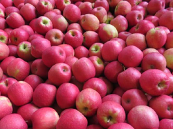 Manzanas PinK Lady