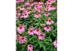 Echinacea 50g