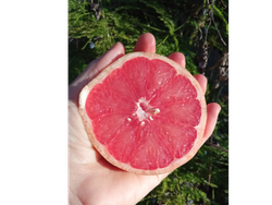 Pomelos Rojos 1k