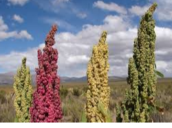 Quinoa Blanca 500g