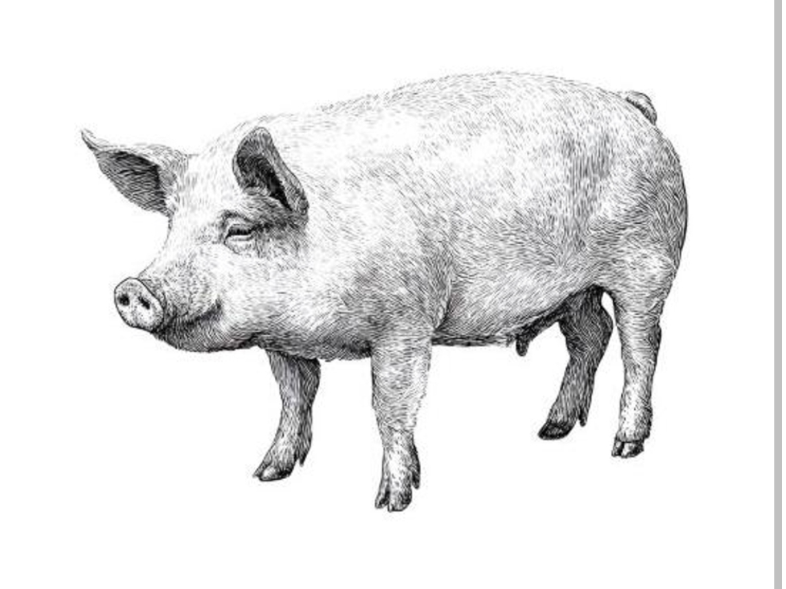 Morcilla de Cerdo 50% Pastoril x 2u. (300g aprox)