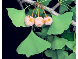 Ginko 50g