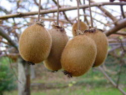 Kiwis 1/2k