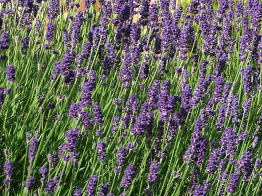 Plantines de Aromáticas y Medicinales UTT