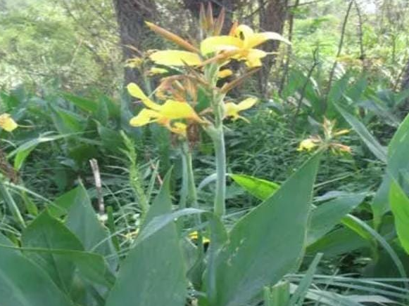 Achira (Canna glauca) en maceta de 3 lts.