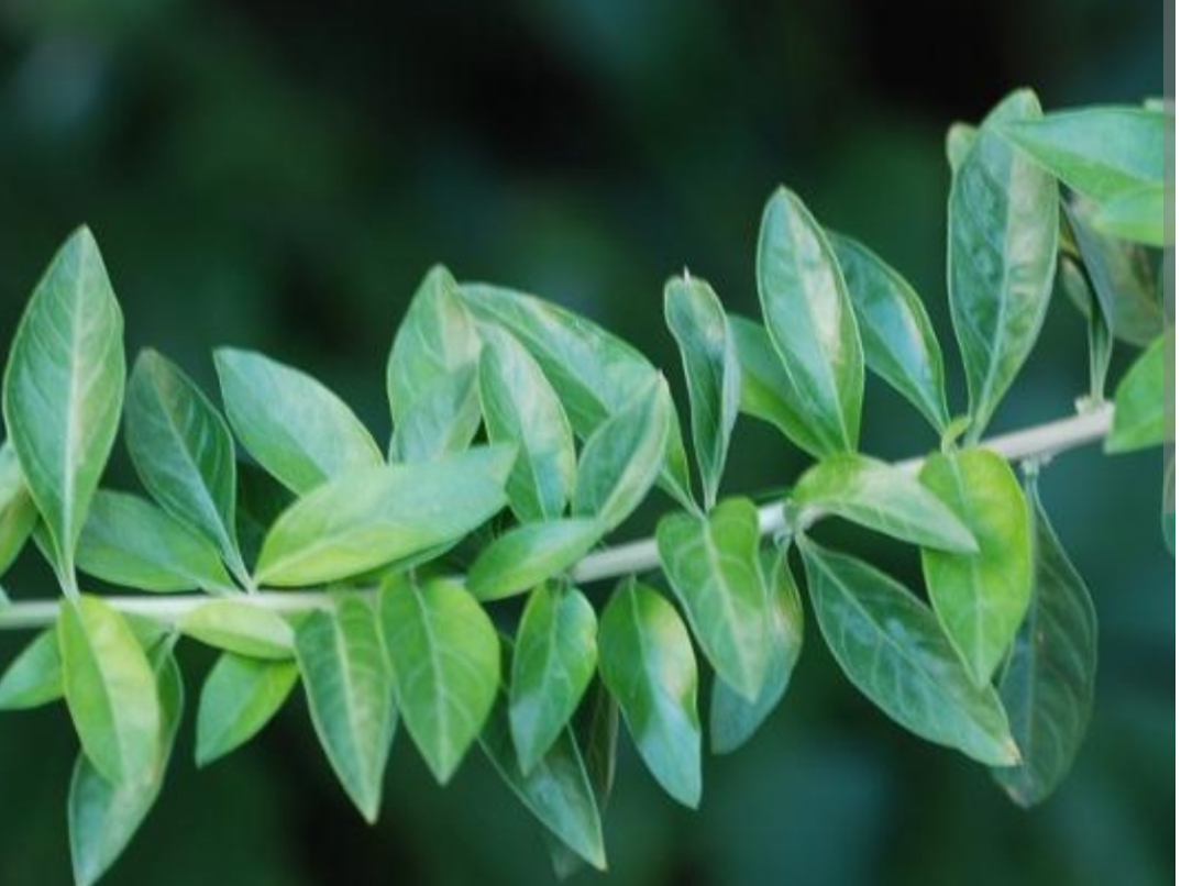 Burrito Fresco en Ramo