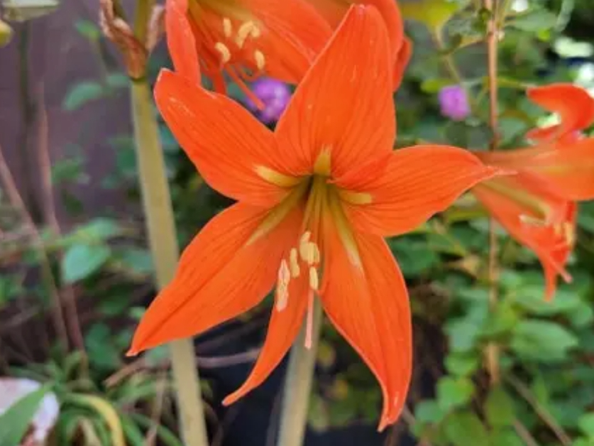 Amarilis de Campo (Hippeastrum Petiolatum) en maceta nro. 12