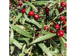 Anacahuita 100g
