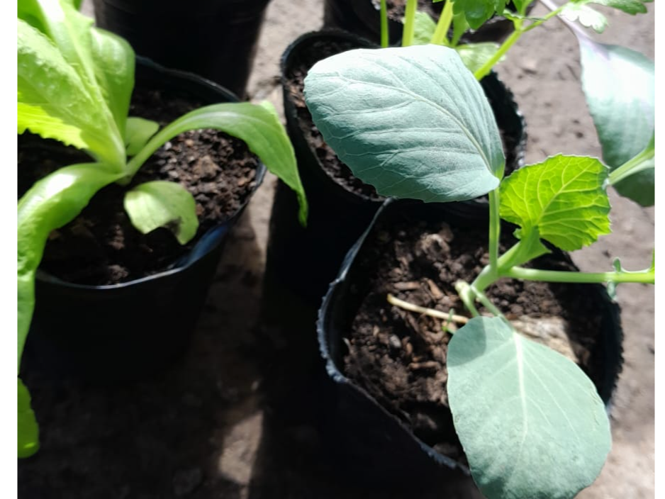 Plantines de Hortalizas