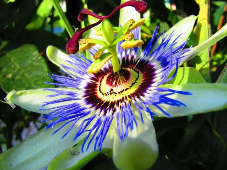 Mburucuyá (Passiflora caerulea) en maceta nro.12