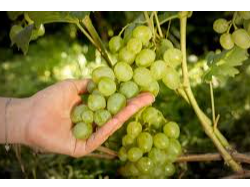 Uvas Blancas