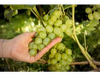 Uvas Blancas