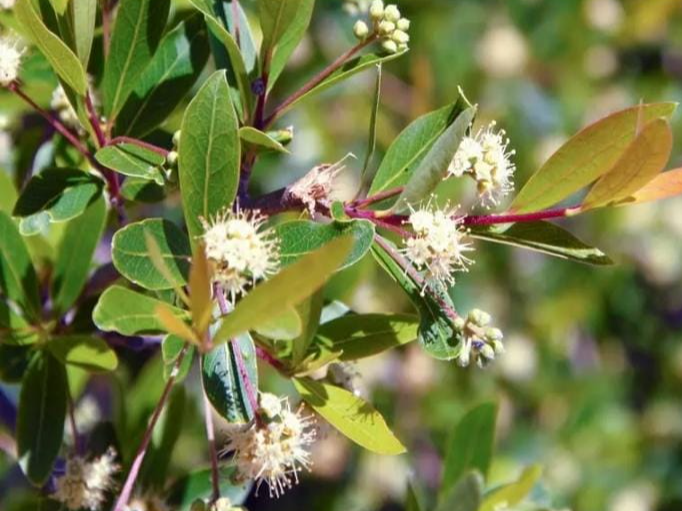 Palo amarillo (Terminalia australis) en maceta de 4lts