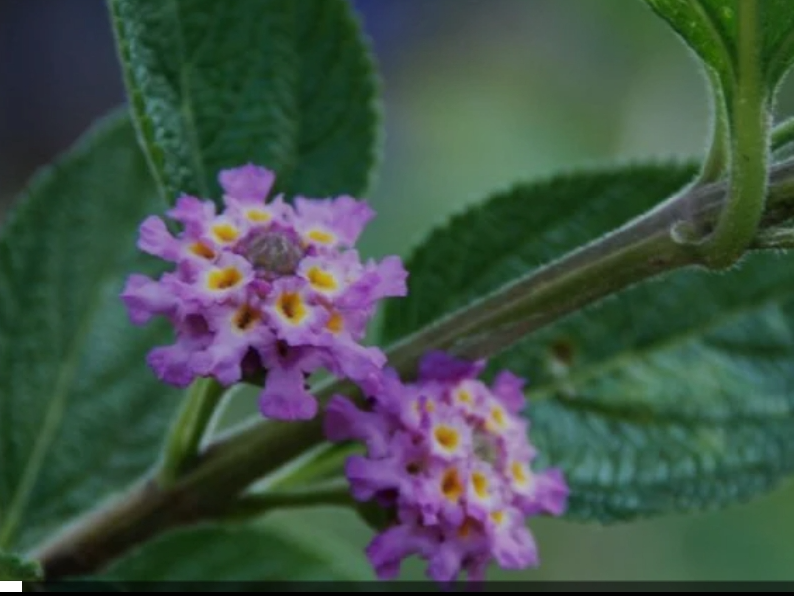 Salvia Morada (Lippia Alba) maceta 3lst