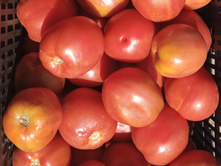 Tomates Redondos