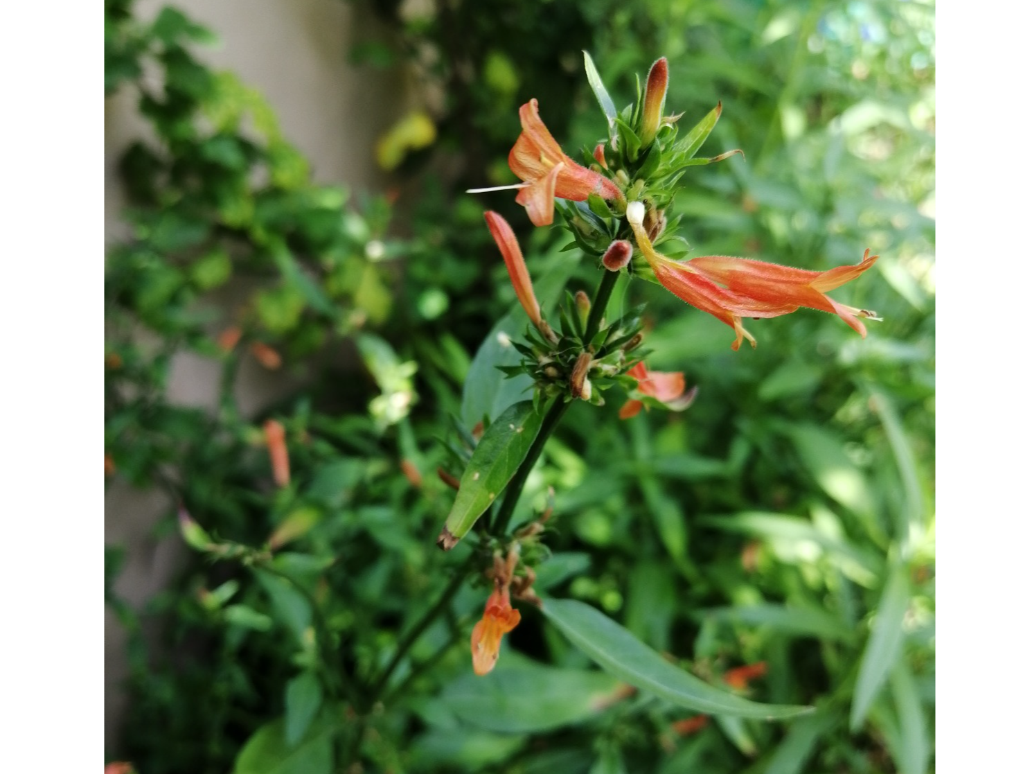 Canario Rojo (Dicliptera squarrosa) en maceta de 3lts.