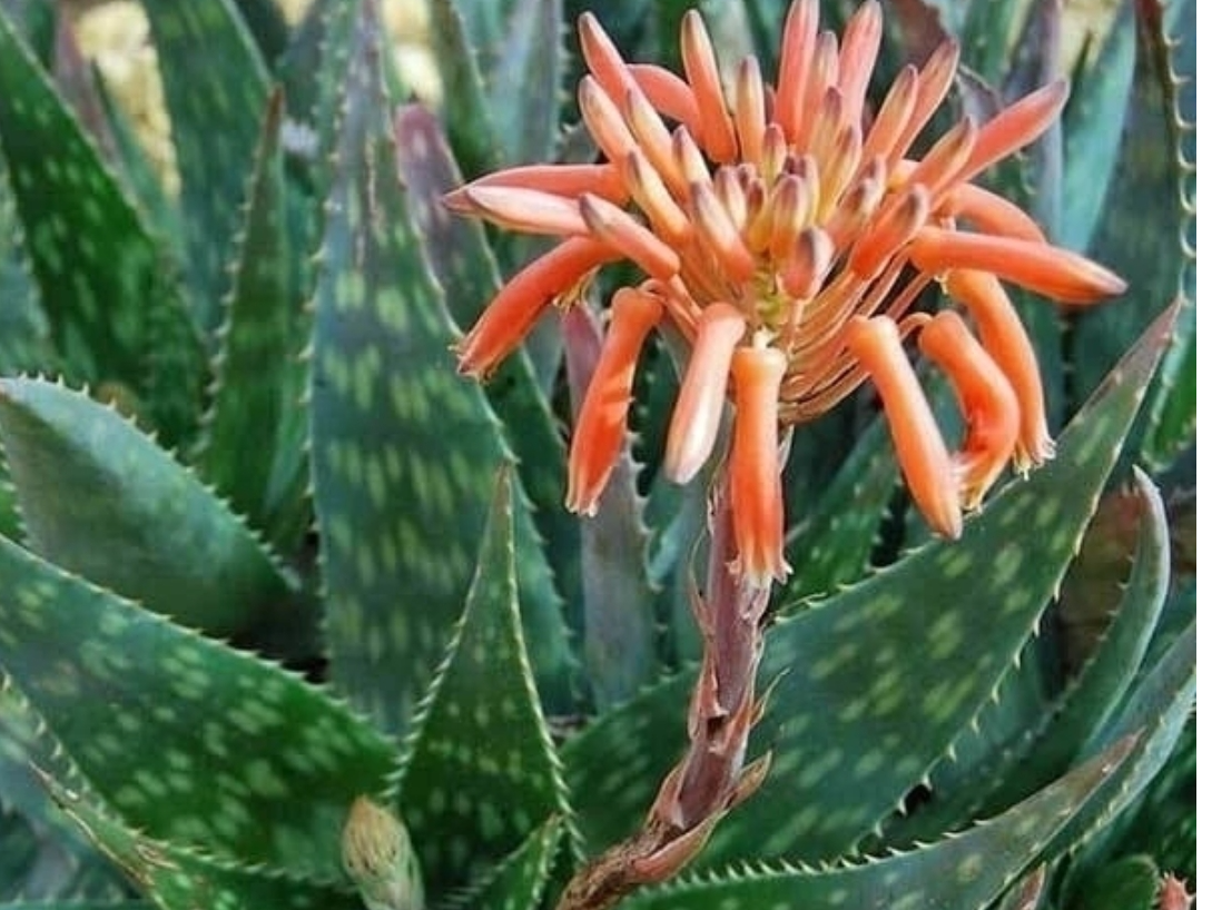 Hoja de Aloe de Regalo