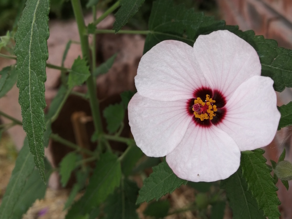 Malva Rosada (Pavonia Hastata) en maceta de 3lts.