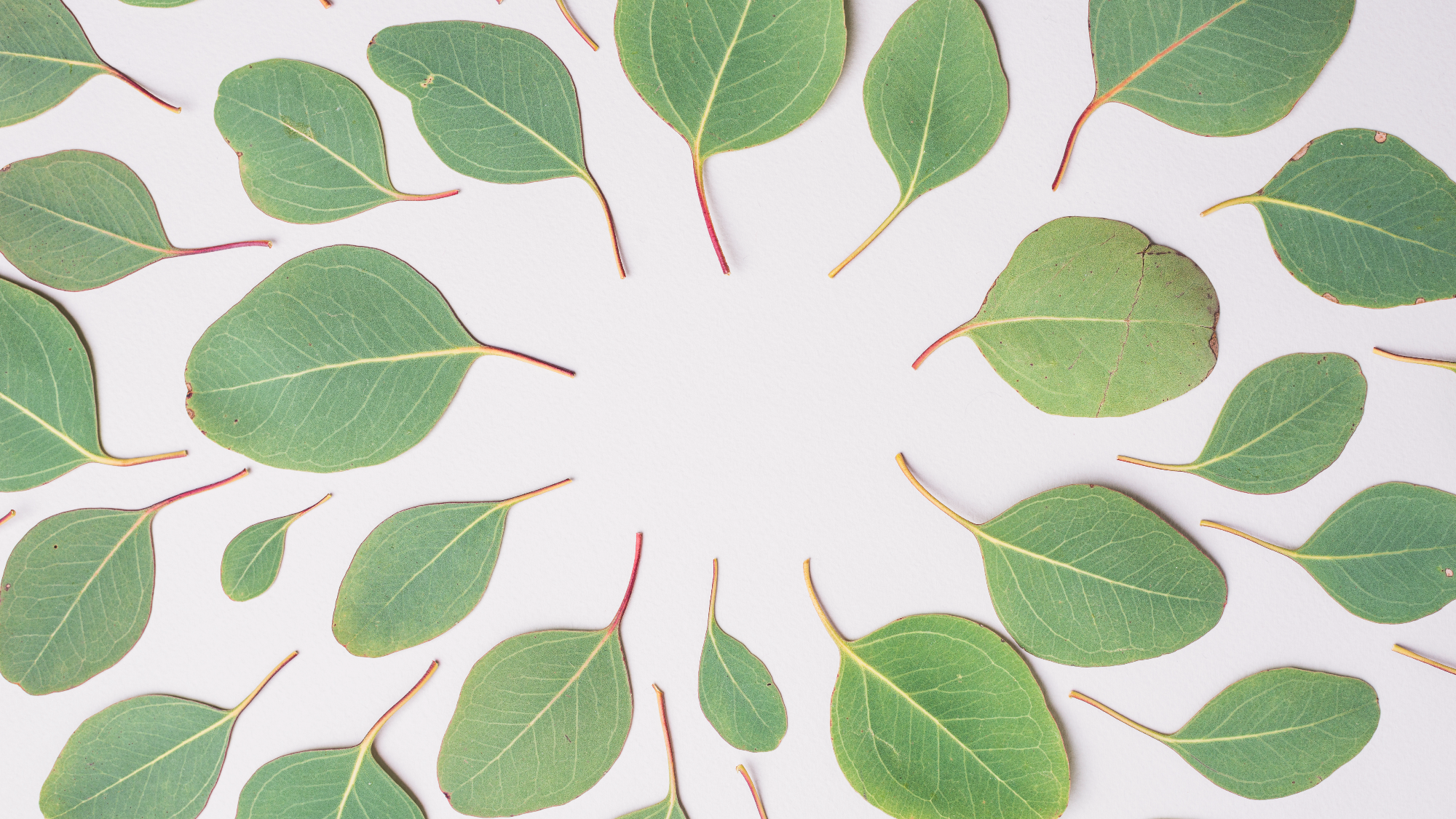 Alfajores, Barritas y Galletas