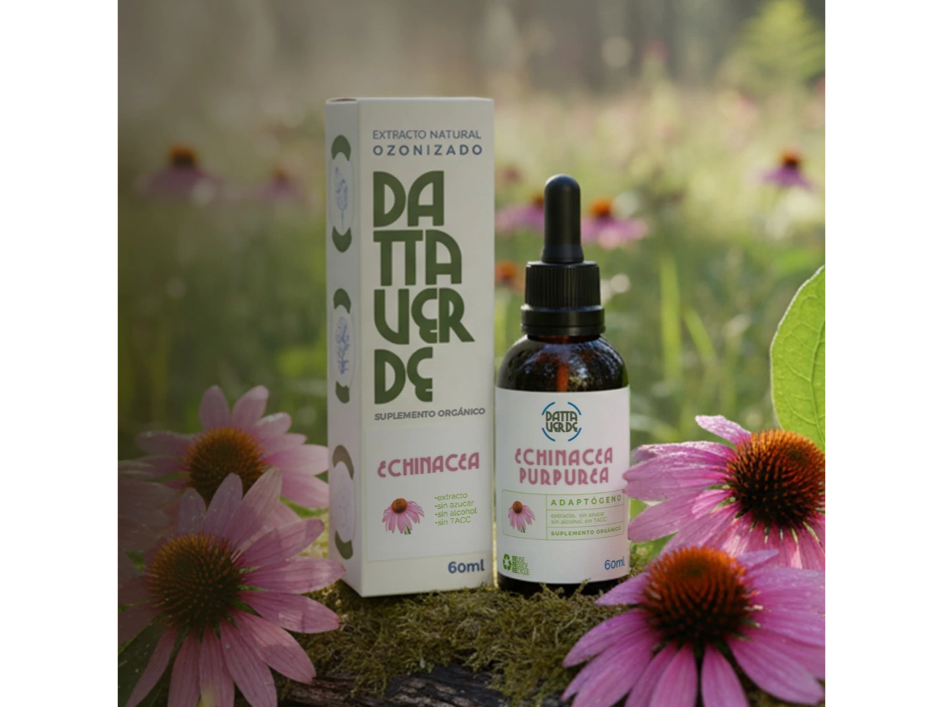 Echinacea
