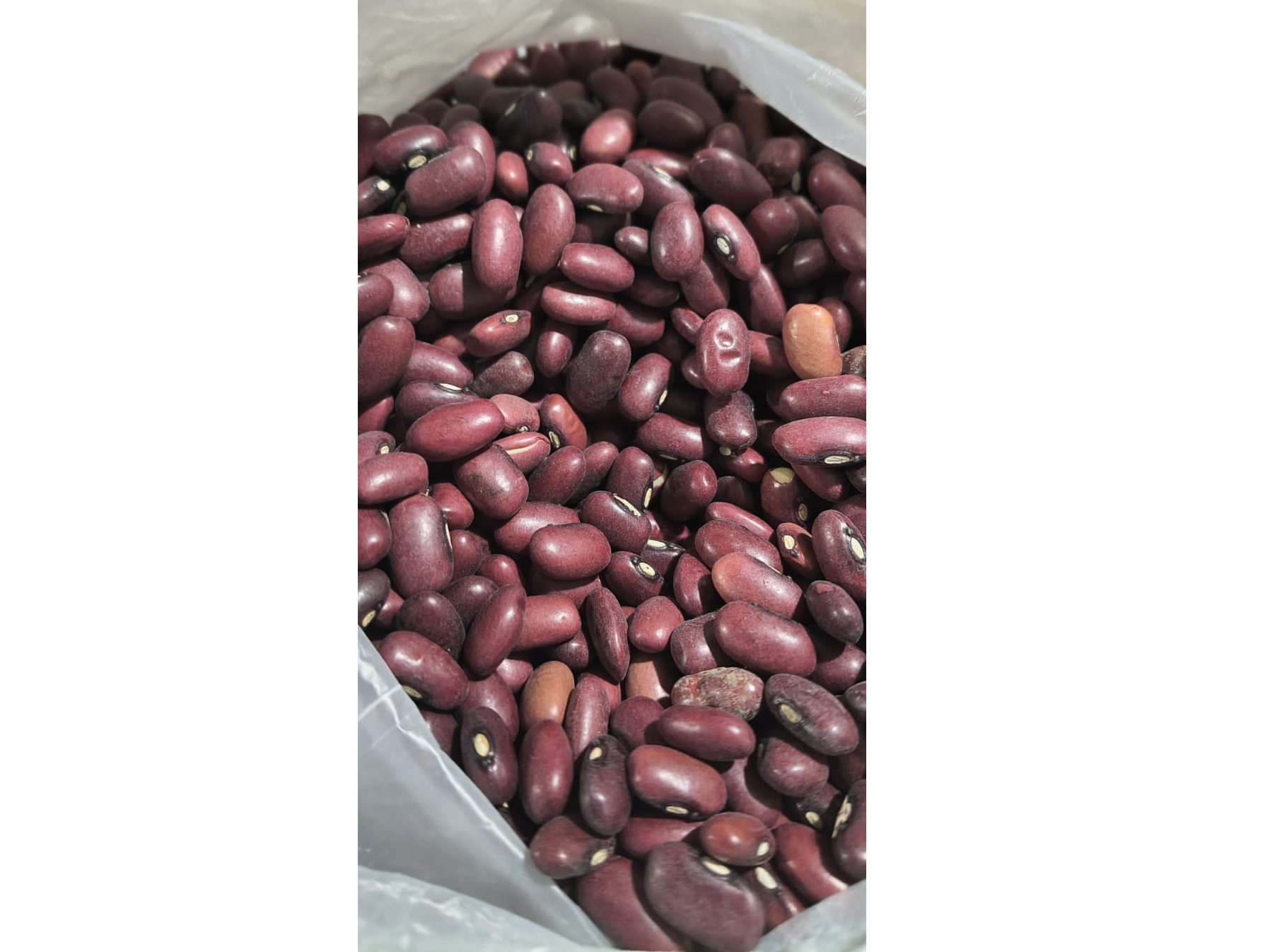 Poroto Nica