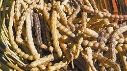 Frutos del monte