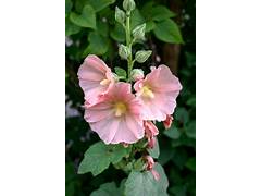 Malva