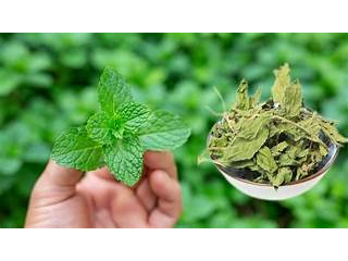 Menta