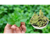Menta