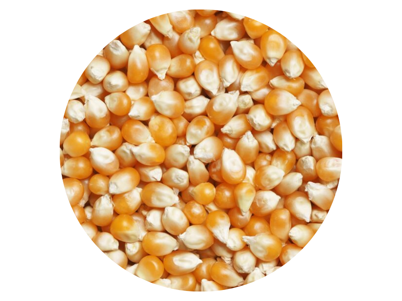 MAÍZ PISINGALLO