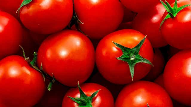PURE DE TOMATES