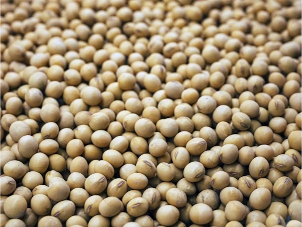 POROTO DE SOJA