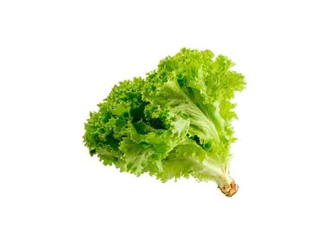 LECHUGA CRESPA
