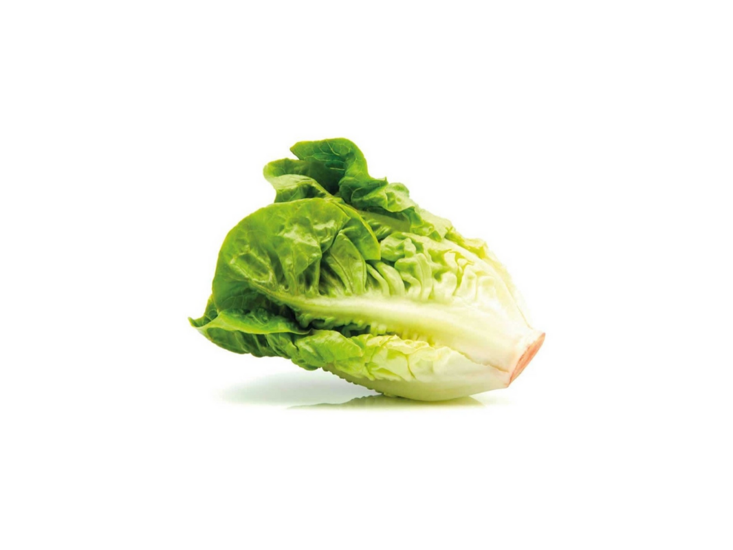 LECHUGA CRIOLLA