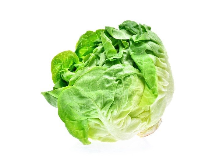 LECHUGA MANTECA