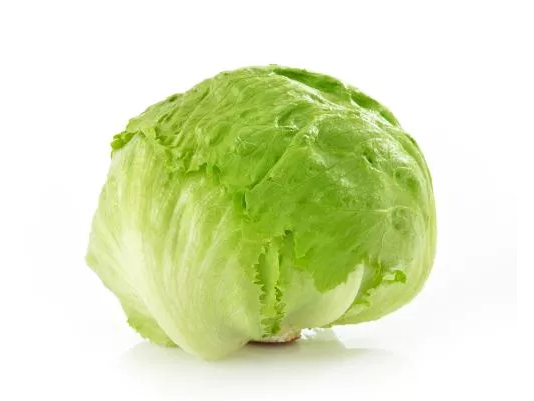Lechuga repollada