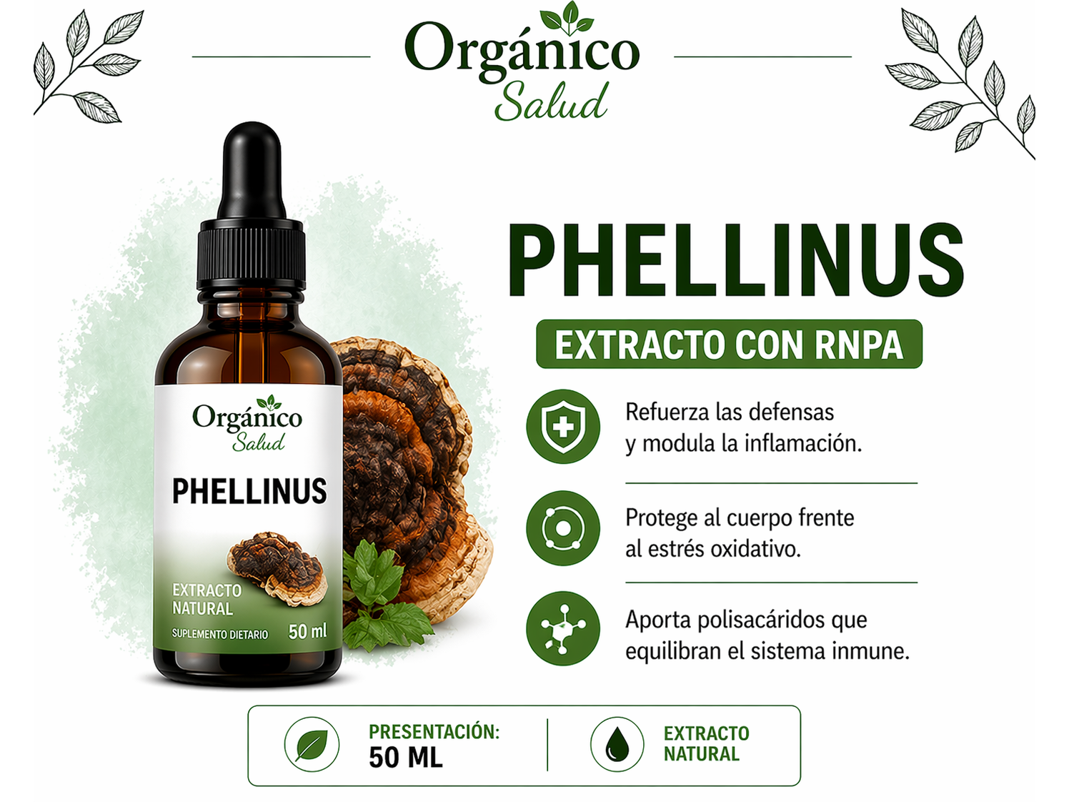 Phellinus