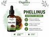 Phellinus