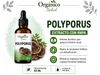 Polyporus