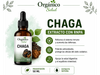 Chaga