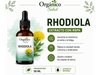 Rhodiola